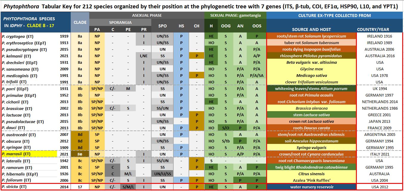    Phytophthora  spp. in subclade 8e:  Morphological Tabular key (PDF) and Tabular key legends (PDF) in IDphy2 KEY SECTION. Notice the data of   P. marrasii  Ex-type CBS 148033 = Samp;T BL 216 . Gloria Abad, USDA Samp;T.
